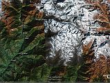 
Google Earth shows the Rolwaling trek, starting from Dolakha, up the Tamba Kosi Valley to Simigaon, and then following the Rolwaling Valley to Beding, passing Tsho Rolpo and then over the Tashi (Tesi) Lapcha pass (5755m) and down the Thame Valley.
